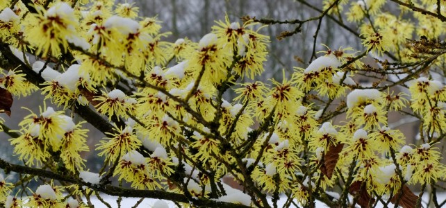 Za 24/03: ZieleZingend de lente verwelkomen