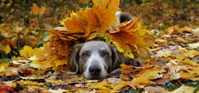 25/11: Al ZieleZingend mee bewegen met de herfst, met het leven 25/11: Al ZieleZingend mee bewegen met de herfst, met het leven
